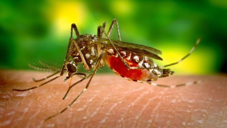 The "New Frontier" of Vector-Borne Diseases: Post-Election Accountability